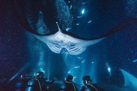 Manta Night Dive, Hawaii