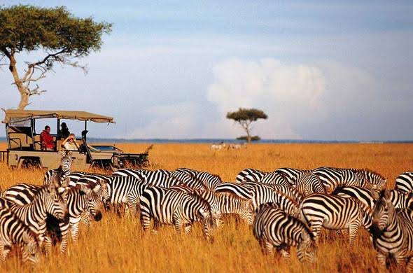 Masai Mara Reserve, Kenya