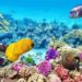 The Ultimate Guide to Snorkeling